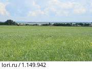 Зелёное поле и село Курган вдали. Благовещенский район, Алтайский край. Стоковое фото, фотограф Григорий Писоцкий / Фотобанк Лори