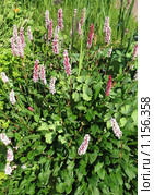 Горец родственный (Polygonum affine ), сем. Гречишные. Стоковое фото, фотограф Заноза-Ру / Фотобанк Лори