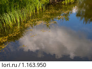 Отражение неба и облака в водоеме. Стоковое фото, фотограф Светлана Силецкая / Фотобанк Лори