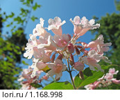 Вейгела цветущая  (Weigela florida), сем. Жимолостные. Стоковое фото, фотограф Заноза-Ру / Фотобанк Лори