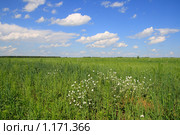Алтайский пейзаж с белыми полевыми цветами и облаками. Стоковое фото, фотограф Григорий Писоцкий / Фотобанк Лори