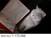 Британская кошка. Стоковое фото, фотограф Ксения Крылова / Фотобанк Лори