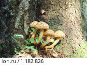Гриб чешуйчатка ворсистая (Pholiota squarrosa) Стоковое фото, фотограф Елена Ильина / Фотобанк Лори