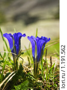 Горечавка бесстебельная весной (Gentiana acaulis L.) Стоковое фото, фотограф Rumo / Фотобанк Лори
