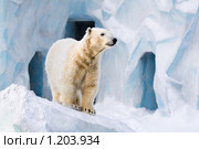 Белый медведь в зоопарке. Стоковое фото, фотограф Петр Кириллов / Фотобанк Лори