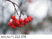 Снег на ягодах рябины. Стоковое фото, фотограф Ирина Игумнова / Фотобанк Лори