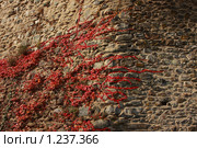 Плющ на каменной кладке, осень. Ивуар, Верхний Савой, Франция (2009 год). Стоковое фото, фотограф Владимир Трифонов / Фотобанк Лори