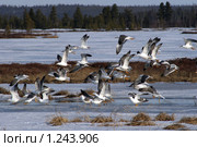 Ранняя весна. Полёт халеев (Восточная клуша Larus heuglini) над замёрзшим озером. Стоковое фото, фотограф Григорий Писоцкий / Фотобанк Лори