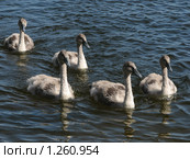 Лебедята лебедя-шипуна (Cygnus olor) Стоковое фото, фотограф Беляева Наталья / Фотобанк Лори