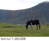 Пегая лошадь (2009 год). Стоковое фото, фотограф Зоя Степанова / Фотобанк Лори