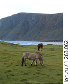Лошадь породы Норвежский фьорд. Лошади (2009 год). Стоковое фото, фотограф Зоя Степанова / Фотобанк Лори