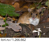 Мышь полевая, Apodemus agrarius, Striped Field Mouse. Стоковое фото, фотограф Василий Вишневский / Фотобанк Лори