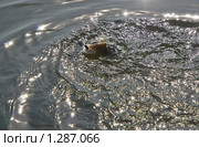 Пойманная рыба плещется в воде. Стоковое фото, фотограф Алёшина Оксана / Фотобанк Лори
