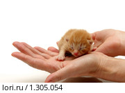 Новорожденный рыжий котенок на ладонях. Стоковое фото, фотограф Евгений Дубинчук / Фотобанк Лори