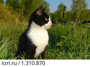 Кот созерцатель. Стоковое фото, фотограф Александр Тараканов / Фотобанк Лори