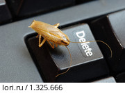 Таракан на кнопке Delete. Стоковое фото, фотограф Sergey Toronto / Фотобанк Лори