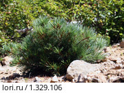 Молодь кедрового стланика (лат. Pinus pumila) Стоковое фото, фотограф BELY / Фотобанк Лори