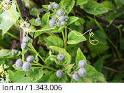 Колючки и завитки. Стоковое фото, фотограф Delice / Фотобанк Лори