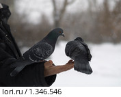 Голубь на ладони. Стоковое фото, фотограф Andrey M / Фотобанк Лори