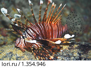 Антенновая крылатка (Пятнистоплавниковая львиная скорпена). Pterois antennata. Стоковое фото, фотограф Ольга Хорошунова / Фотобанк Лори