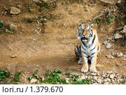 Одинокий тигр. Стоковое фото, фотограф Ольга Коцюрбий / Фотобанк Лори
