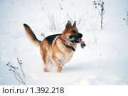 Овчарка играет на зимней прогулке. Стоковое фото, фотограф Анастасия Некрасова / Фотобанк Лори