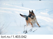 Овчарка играет на зимней прогулке. Стоковое фото, фотограф Анастасия Некрасова / Фотобанк Лори