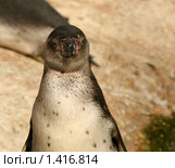 Пингвин Гумбольдта (Spheniscus humboldti) Стоковое фото, фотограф Щеголева Ольга / Фотобанк Лори