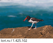 Обыкнове́нный кули́к-соро́ка (лат. Haematopus ostralegus)  с ракушкой. Стоковое фото, фотограф Ирина Кожемякина / Фотобанк Лори