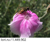 Ильница сходная (Heliophilus affinis) на цветке лихниса корончатого (Lychnis coronaria) Стоковое фото, фотограф Заноза-Ру / Фотобанк Лори