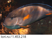 Рыба-хирург - Surgeon fish - Acanthurus sohal - Acanthuridae - Красном море, Синай, Египет. Стоковое фото, фотограф Виктор Савушкин / Фотобанк Лори