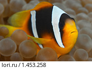 Рыба-клоун - Двухполосый амфиприон (Amphiprion bicinctus) Стоковое фото, фотограф Виктор Савушкин / Фотобанк Лори