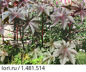 Клещевина обыкновенная (ricinus communis) Стоковое фото, фотограф Заноза-Ру / Фотобанк Лори