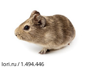 Морская свинка, Guinea pig, Cavy, Cavia porcellus. Стоковое фото, фотограф Василий Вишневский / Фотобанк Лори