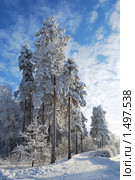 Сосновая аллея. Стоковое фото, фотограф Татьяна Савватеева / Фотобанк Лори