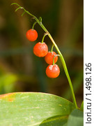 Ландыш майский, Convallaria majalis. Стоковое фото, фотограф Василий Вишневский / Фотобанк Лори