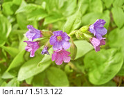Медуница неясная цветет (Pulmonaria  obskura) Стоковое фото, фотограф Алёшина Оксана / Фотобанк Лори