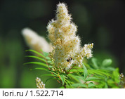 Рябинник рябинолистный (Sorbaria sorbifolia) Стоковое фото, фотограф Алёшина Оксана / Фотобанк Лори