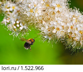 Рябинник рябинолистный (Sorbaria sorbifolia) и шмель. Стоковое фото, фотограф Алёшина Оксана / Фотобанк Лори