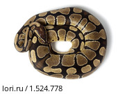 Питон королевский, Python regius. Стоковое фото, фотограф Василий Вишневский / Фотобанк Лори