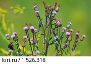 Бодяк полевой Cirsium arvense, осот. Стоковое фото, фотограф Алёшина Оксана / Фотобанк Лори