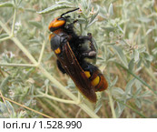 Сколия-гигант (Megascolia maculata) Стоковое фото, фотограф Максим Гулячик / Фотобанк Лори