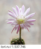 Цветок кактуса Echinopsis hybrid. Стоковое фото, фотограф Галина Хорошман / Фотобанк Лори