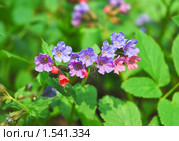 Медуница неясная цветет (Pulmonaria obskura) Стоковое фото, фотограф Алёшина Оксана / Фотобанк Лори