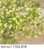 Акация мутовчатая Acacia verticillata, Prickly Moses. Стоковое фото, фотограф Tamara Kulikova / Фотобанк Лори