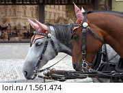 Карловы Вары. Лошади (2008 год). Стоковое фото, фотограф Юрий Синицын / Фотобанк Лори