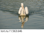 Кудрявый пеликан. Стоковое фото, фотограф Щеголева Ольга / Фотобанк Лори