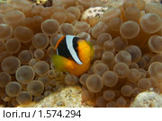 Рыба-клоун в гнезде из анемонов - Двухполосый амфиприон (Amphiprion bicinctus) - Красное море, Синай, Египет. Стоковое фото, фотограф Виктор Савушкин / Фотобанк Лори
