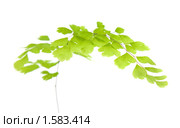 Адиантум венерин волос (Adiantum capillus veneris ), изолированно на белом. Стоковое фото, фотограф Tamara Kulikova / Фотобанк Лори