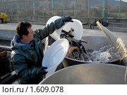 Рыбовод сортирует товарную рыбу (2009 год). Редакционное фото, фотограф Анна Мартынова / Фотобанк Лори